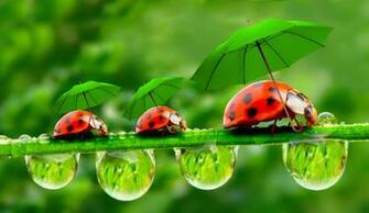 Ladybugs Insects Umbrella Drops Three Humor Animals Wallpaper