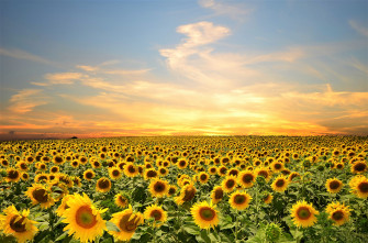 Sky Summer Yellow Flower Field Nature Sunflower 4k Wallpaper