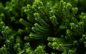Desktop Wallpaper Nature