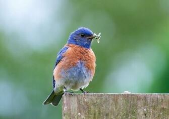 Funny Image Collection Blue Bird Wallpaper