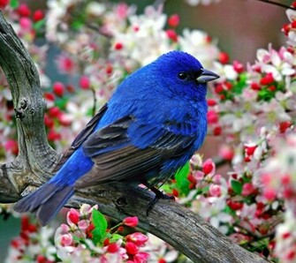 Flowers For Flower Lovers Beautiful Wallpaper