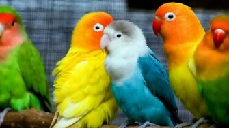 Love Bird Wallpaper HD Wide High