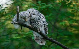 Barred Owl Computer Wallpaper Desktop Background Id