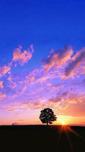 Your Lg G3 HD Sky Tree Wallpaper