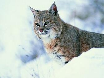 Wildcat Wallpaper Full HDq Pictures And