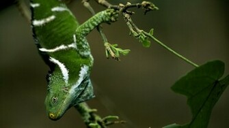 Lizard Wallpaper Background