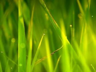 Keywords Tall Grass Wallpaper Grassdesktop