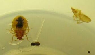 Avoid Getting Bed Bugs While Traveling Hotel Inspection Travel