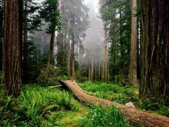 Home Desktop Wallpaper Photos Forest Fallen Tree In Arizona
