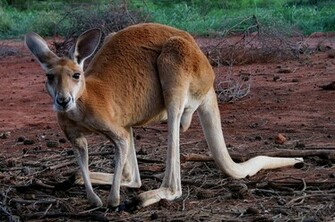 Kangaroo Red2 Red Wallpaper For Desktop Full Size