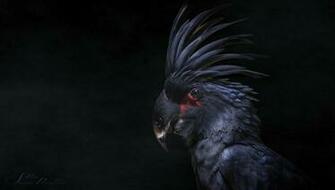 Proud Cockatoo With Image Weird Birds Parrot Image
