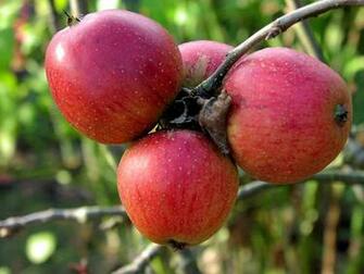 Original Apple Fruit Wallpaper For Photoshop Background And Desktop