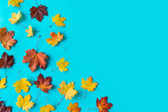 Minimalist Autumn Wallpaper