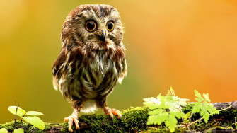 Cute Animal Wallpaper For Desktop
