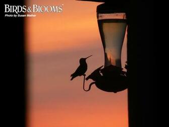 Birds And Blooms Image Of Pics