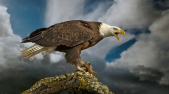 Flag Wallpaper American Patriotism Eagle