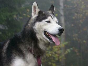 Wallpaper Siberian Husky