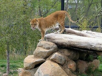 Liger Wallpaper And Background