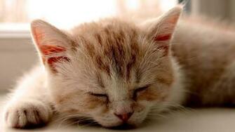 Kitten Wallpaper Widescreen