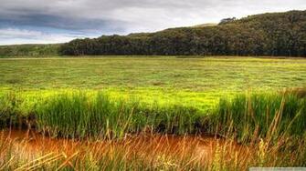 Wetland 4k HD Desktop Wallpaper For Ultra Tv Wide