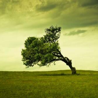 Windy Tree iPad Wallpaper iPhone