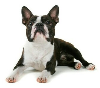Boston Terrier Funny Puppy Animal Wallpaper