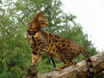 Bengal Cat On A Tree Wallpaper And Image Pictures