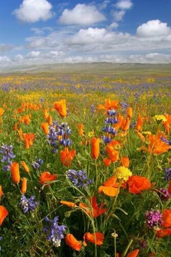 HD Beautiful Flowers Filed Scenery iPhone Wallpaper Background