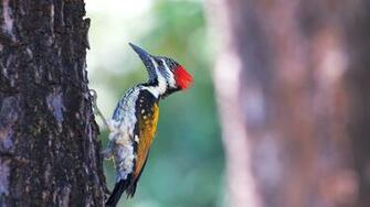 Bird Woodpecker On Tree Nature HD Wallpaper
