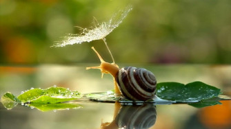 Snails Wallpaper