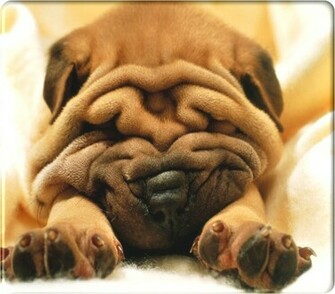 Animals Plannet Dog Wallpaper Desktop