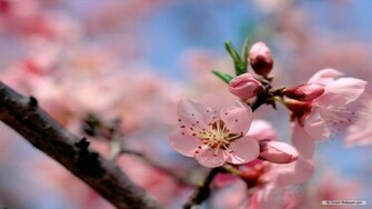 Wallpaper Flower Spring