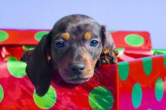 Dachshund Photo And Wallpaper Beautiful Boxing Day Pictures