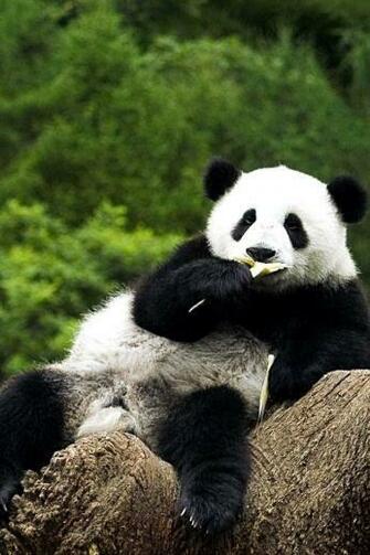 Cute Panda N02 iPhone Wallpaper Ipod Touch