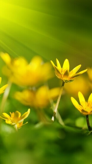 Yellow Flowers