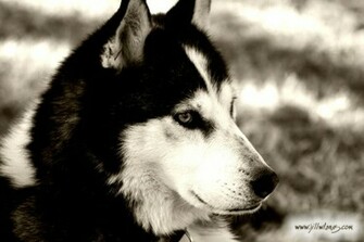Husky Wallpaper Siberian Huskies Photo Fanclubs