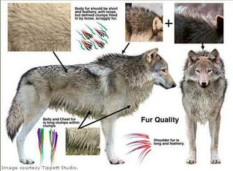 Embry Call Wolf Twilight Ninjas Cgi Wolves