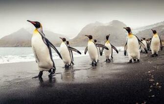 South Georgia King Penguins Wallpaper Animals Better