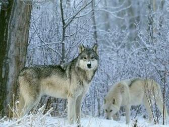 Wolf Wallpaper Android Apps Und Tests Androidpit