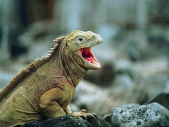 Lizards Wallpaper