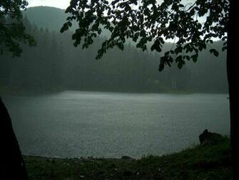 Trees Rain Lakeside Wallpaper High Quality