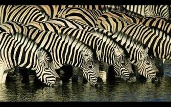 Wallpaper Zebra