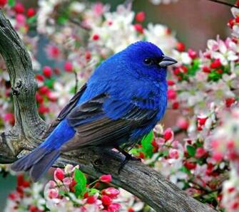 Flowers For Flower Lovers Beautiful Wallpaper