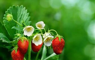 Strawberry Wallpaper HD Beautiful Collection
