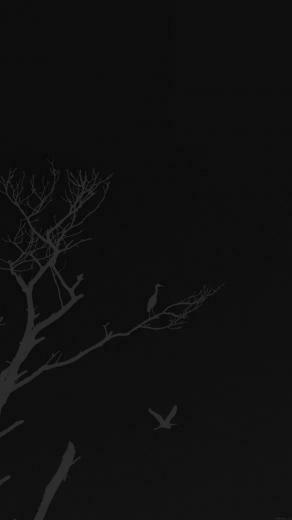 Bird Sunset Tree Dark Nature Minimal iPhone Wallpaper