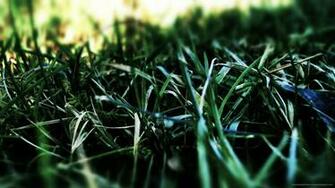 Dark Green Grass Wallpaper Picture For iPhone Blackberry iPad