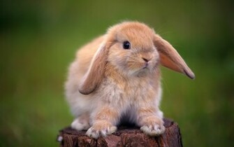 Rabbit Wallpaper In HD Greens Sweet Cute