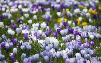 Crocuses Flowers Meadow Different Spring Primrose Stock