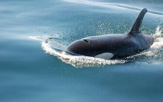 Orca Killer Whales Wallpaper Art HD
