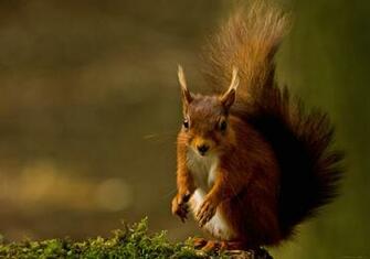 Squirrel Computer Wallpaper Desktop Background Id